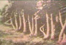 شجرة التويحد